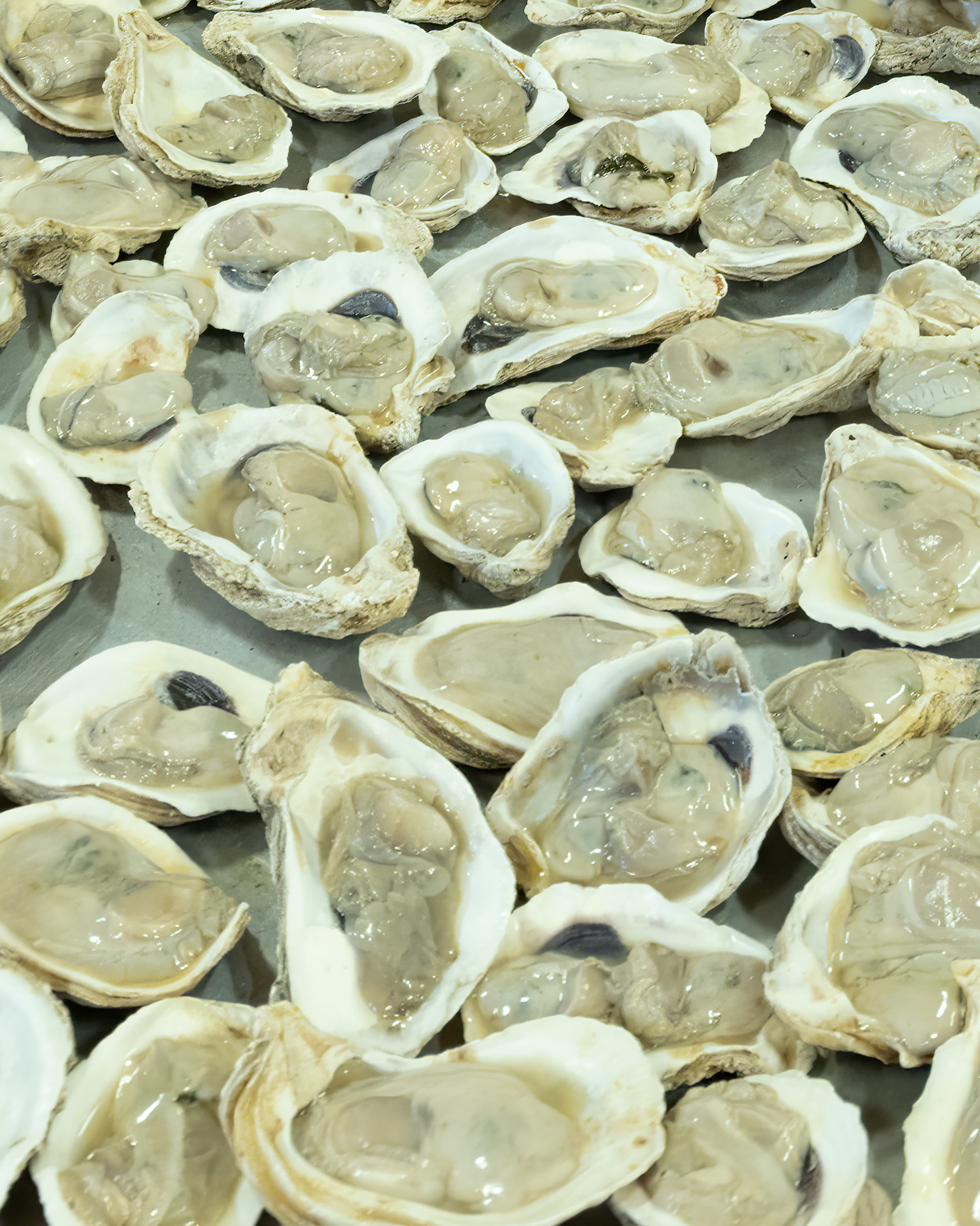 Raw Oysters on the shell